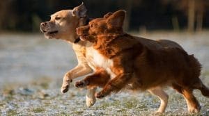 Information & Referral 10 Animals rounded 8 e1685064054535